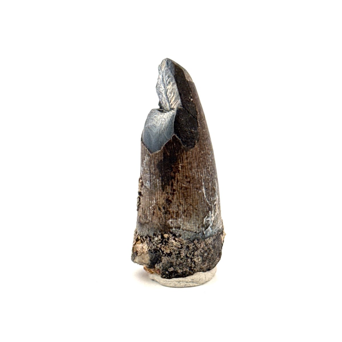 Sarcosuchus Imperator fossil tooth from Niger (1.67") - FossilsAndMore