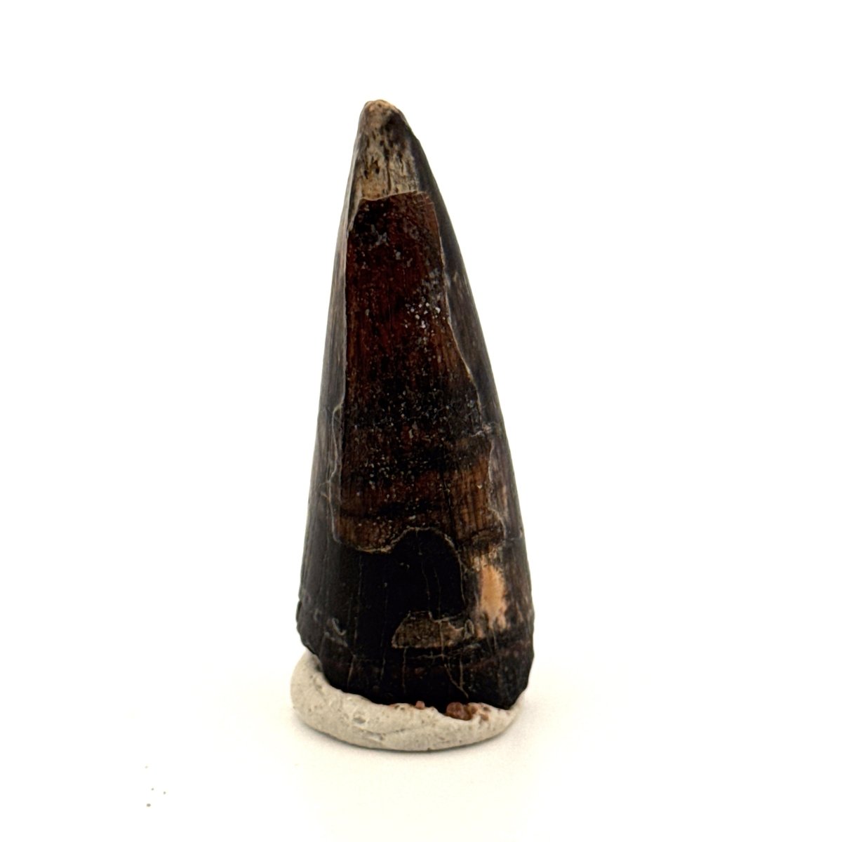 Sarcosuchus Imperator fossil tooth from Niger (1.68") - FossilsAndMore
