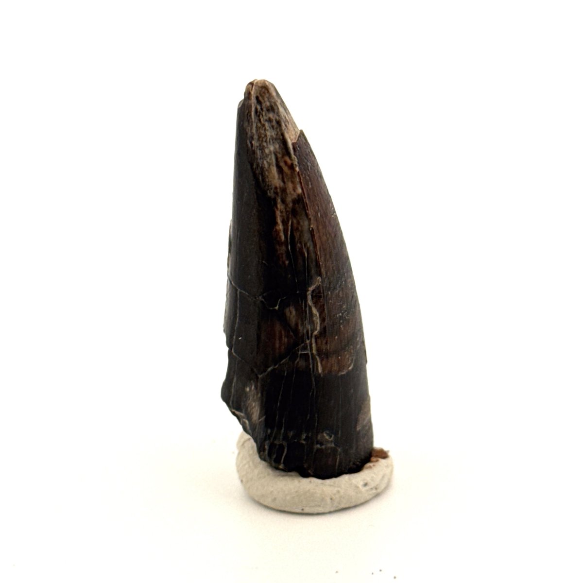 Sarcosuchus Imperator fossil tooth from Niger (1.68") - FossilsAndMore