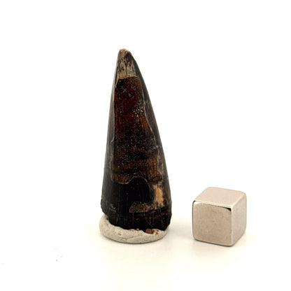 Sarcosuchus Imperator fossil tooth from Niger (1.68") - FossilsAndMore