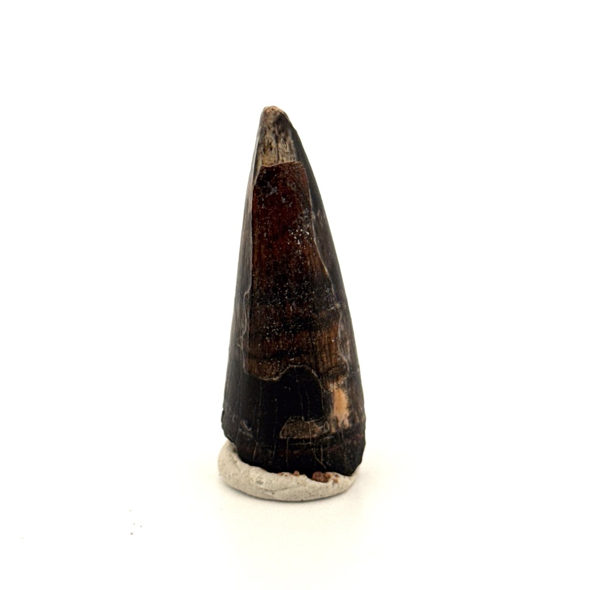 Sarcosuchus Imperator fossil tooth from Niger (1.68") - FossilsAndMore