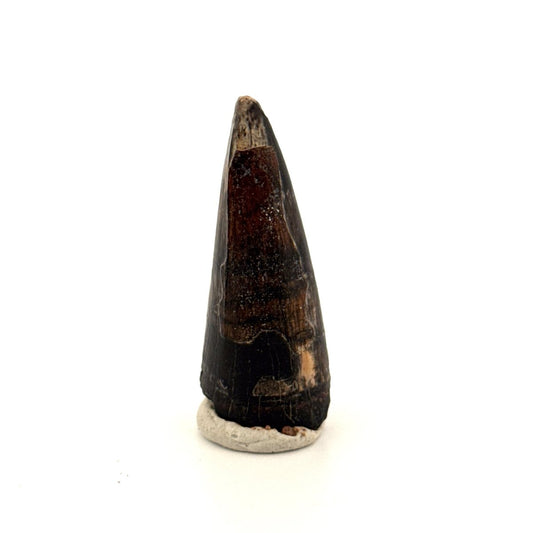 Sarcosuchus Imperator fossil tooth from Niger (1.68") - FossilsAndMore