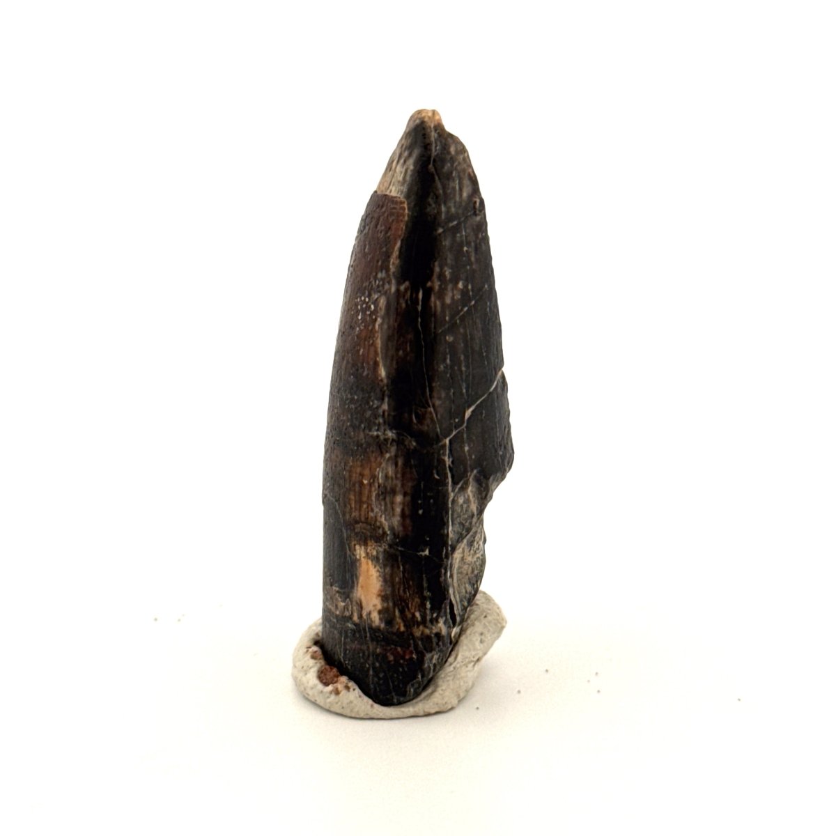 Sarcosuchus Imperator fossil tooth from Niger (1.68") - FossilsAndMore