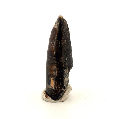 Sarcosuchus Imperator fossil tooth from Niger (1.68") - FossilsAndMore
