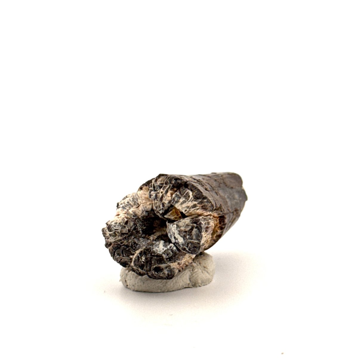 Sarcosuchus Imperator fossil tooth from Niger (1.70") - FossilsAndMore