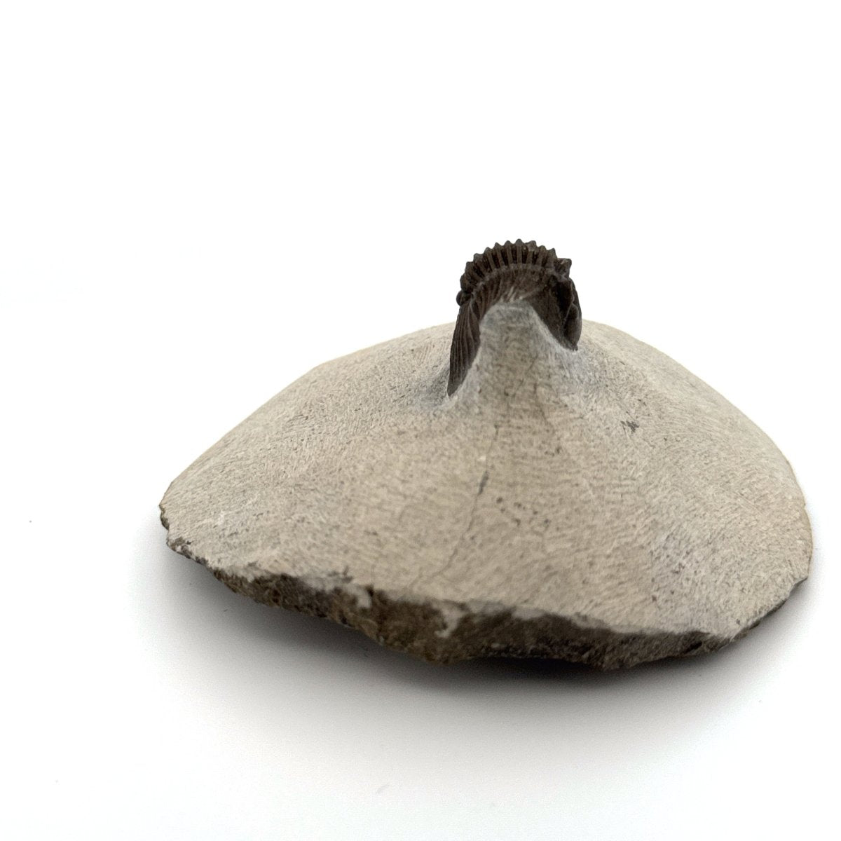 Scutellum sp. Trilobite fossil on Matrix (1.20") – Devonian, Morocco - FossilsAndMore