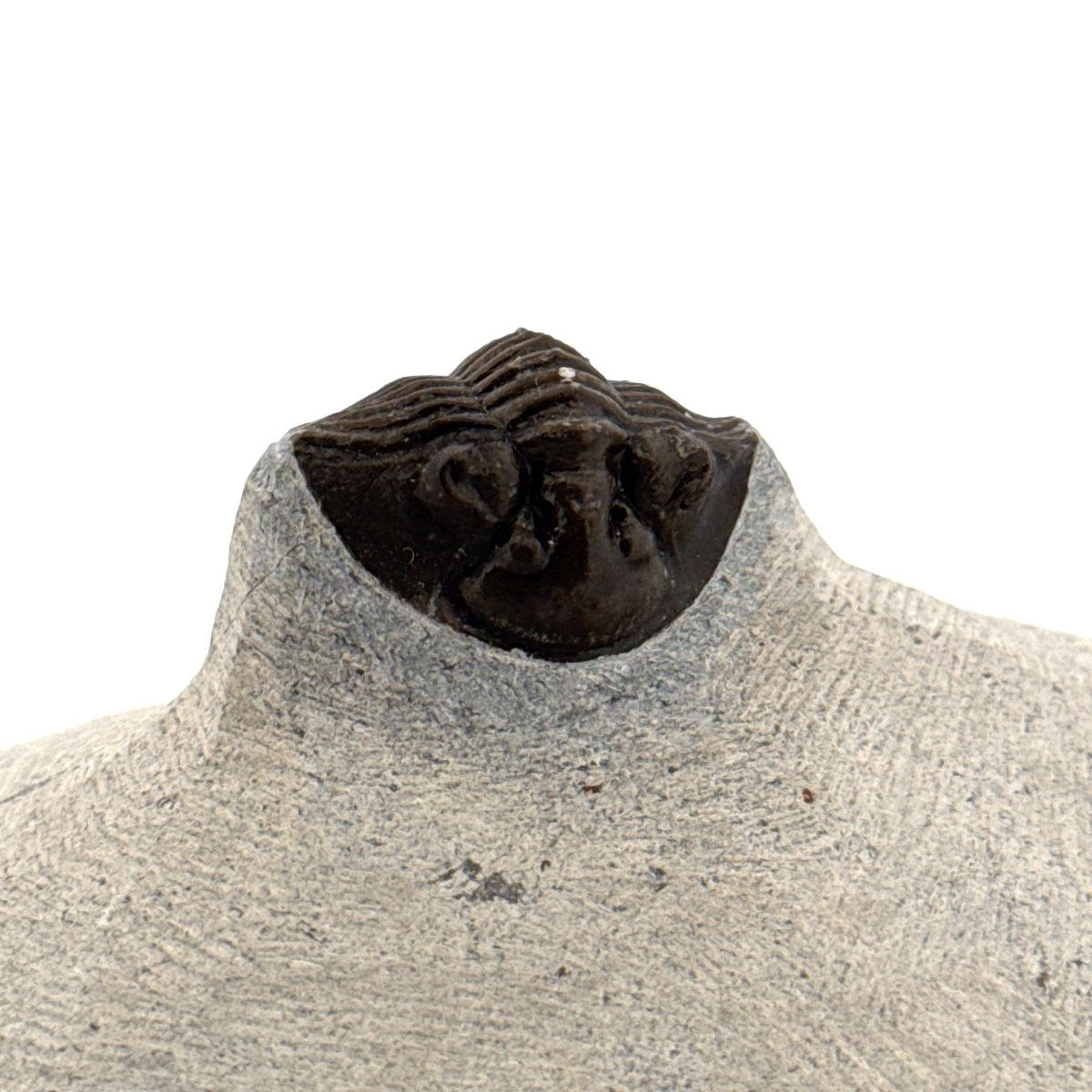 Scutellum sp. Trilobite fossil on Matrix (1.20") – Devonian, Morocco - FossilsAndMore