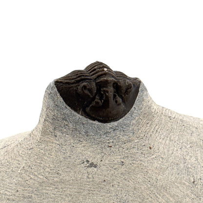 Scutellum sp. Trilobite fossil on Matrix (1.20") – Devonian, Morocco - FossilsAndMore