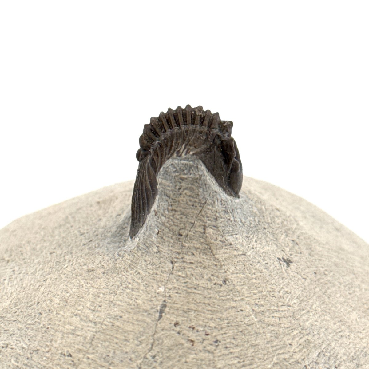 Scutellum sp. Trilobite fossil on Matrix (1.20") – Devonian, Morocco - FossilsAndMore