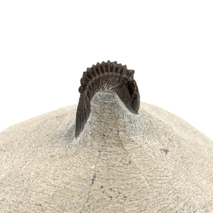 Scutellum sp. Trilobite fossil on Matrix (1.20") – Devonian, Morocco - FossilsAndMore