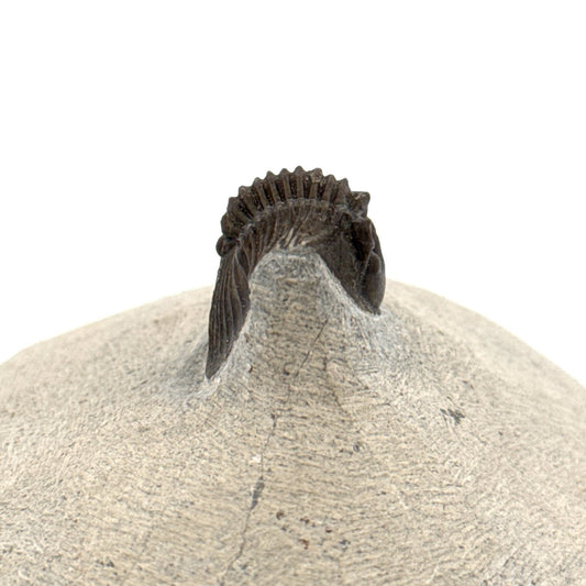 Scutellum sp. Trilobite fossil on Matrix (1.20") – Devonian, Morocco - FossilsAndMore