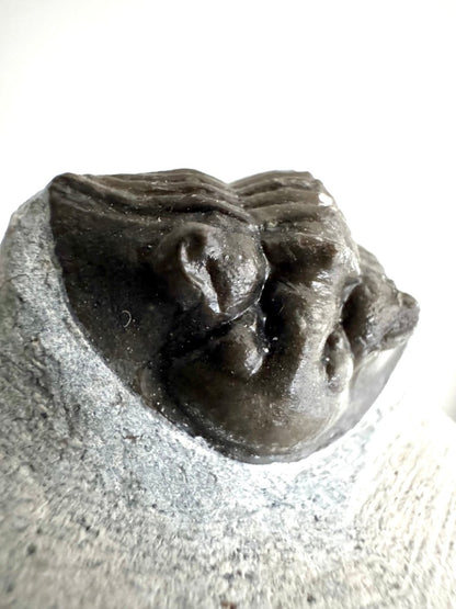 Scutellum sp. Trilobite fossil on Matrix (1.20") – Devonian, Morocco - FossilsAndMore