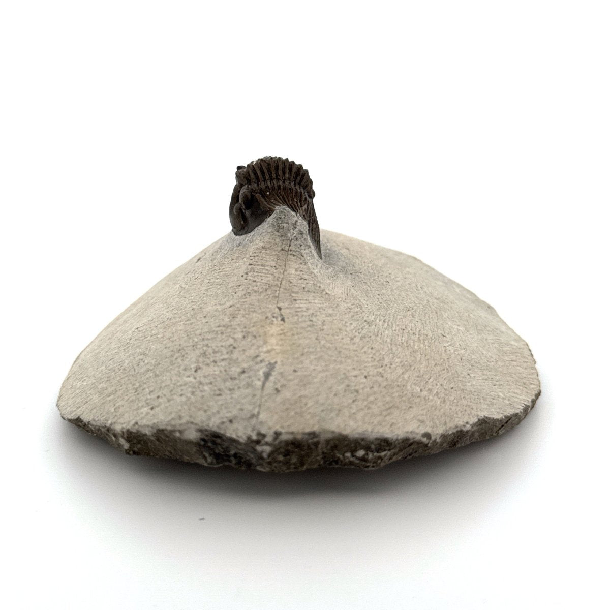 Scutellum sp. Trilobite fossil on Matrix (1.20") – Devonian, Morocco - FossilsAndMore