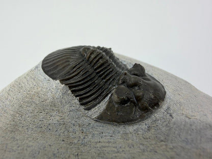 Scutellum sp. Trilobite on Matrix from Devonian, Morocco (1.32") - FossilsAndMore