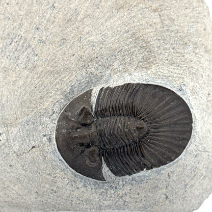 Scutellum sp. Trilobite on Matrix from Devonian, Morocco (1.32") - FossilsAndMore
