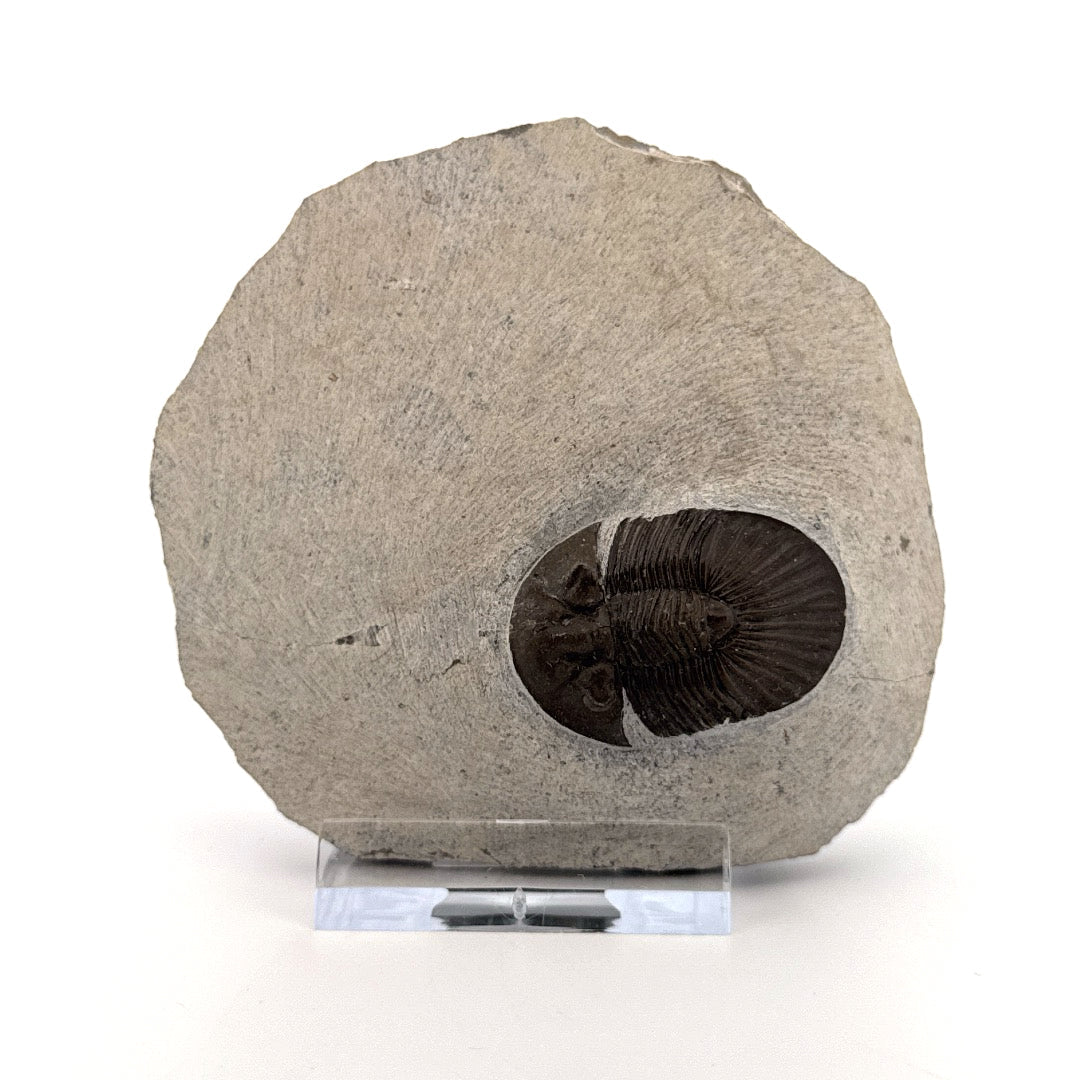 Scutellum sp. Trilobite on Matrix from Devonian, Morocco (1.32") - FossilsAndMore