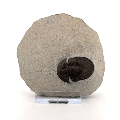 Scutellum sp. Trilobite on Matrix from Devonian, Morocco (1.32") - FossilsAndMore