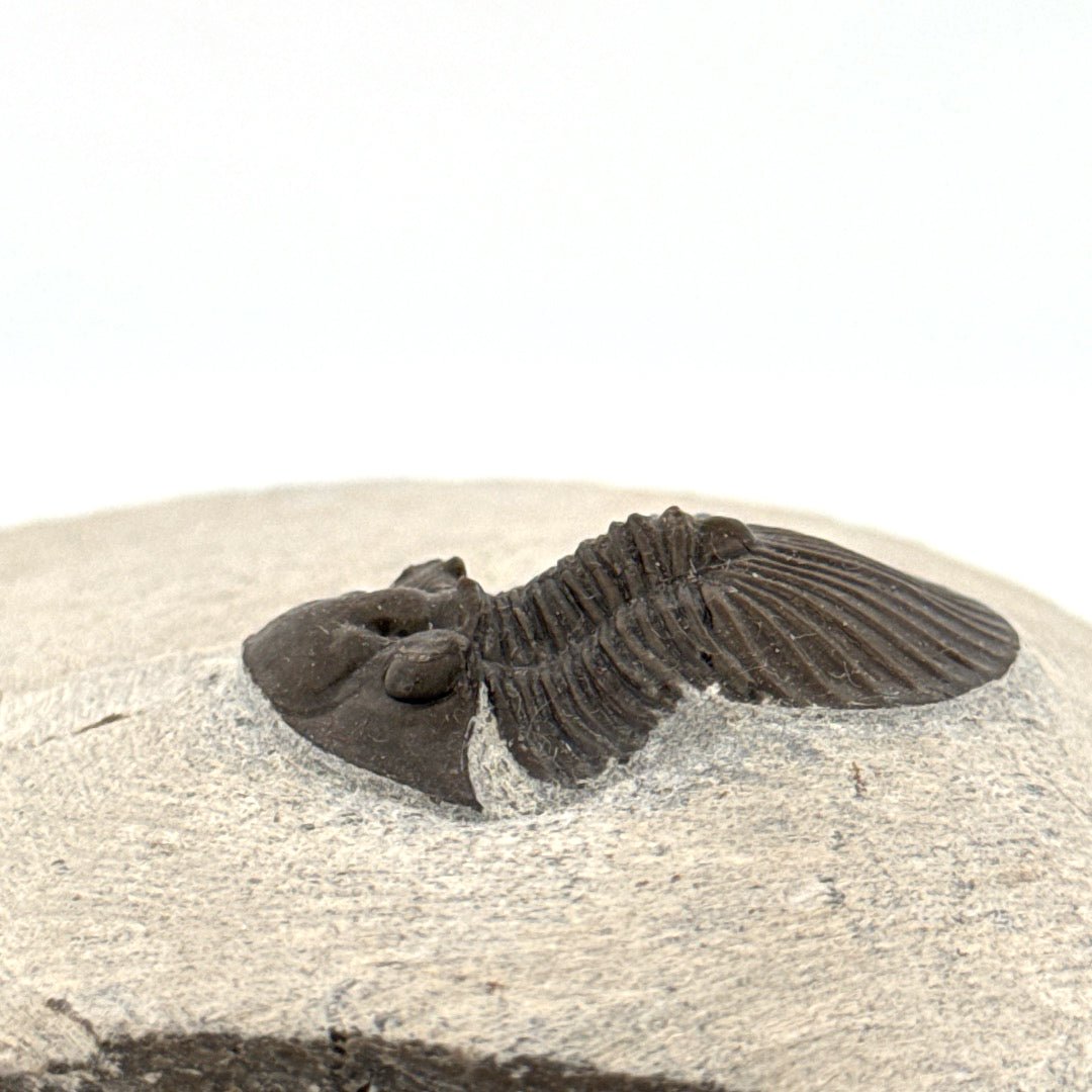 Scutellum sp. Trilobite on Matrix from Devonian, Morocco (1.32") - FossilsAndMore