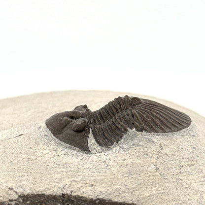 Scutellum sp. Trilobite on Matrix from Devonian, Morocco (1.32") - FossilsAndMore