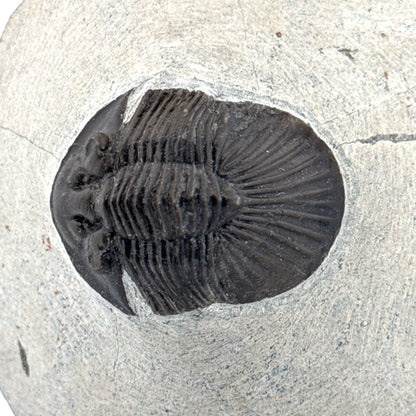 Scutellum sp. Trilobite on Matrix from Devonian, Morocco (1.45") - FossilsAndMore