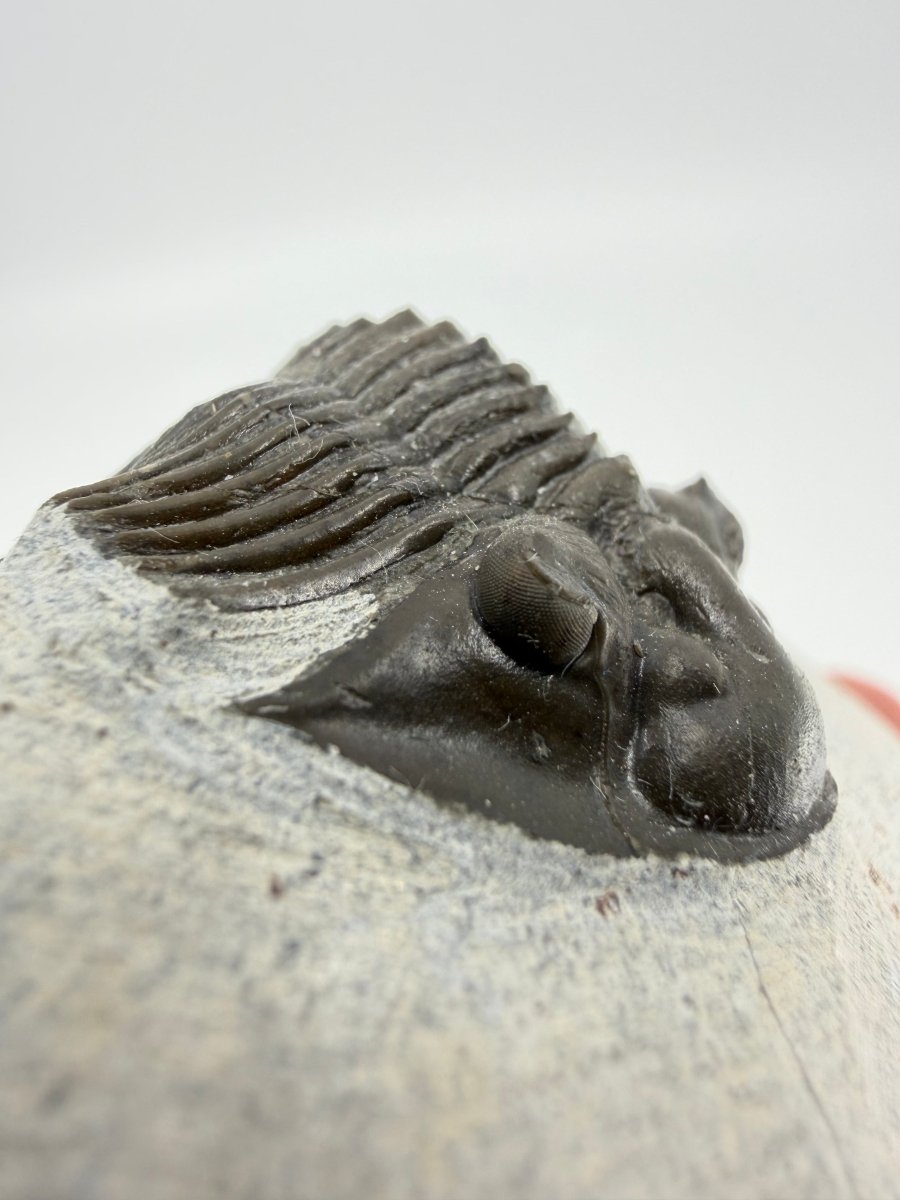Scutellum sp. Trilobite on Matrix from Devonian, Morocco (1.45") - FossilsAndMore