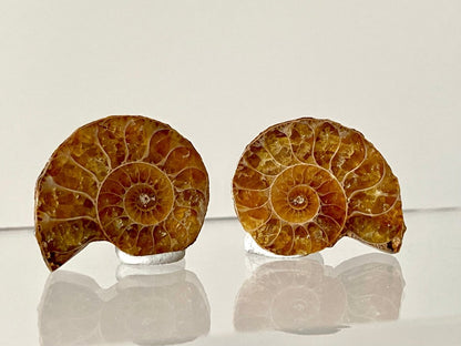 Small 1.08" Agatized Ammonite Fossil - FossilsAndMore