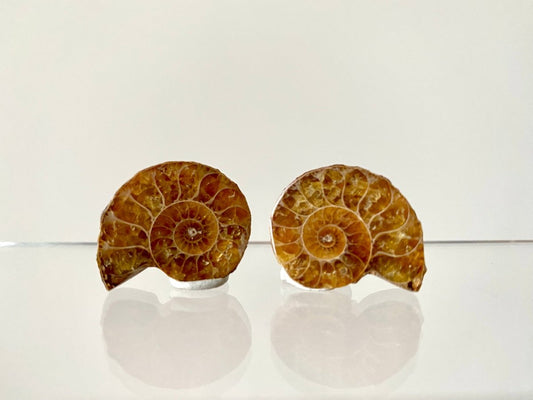 Small 1.08" Agatized Ammonite Fossil - FossilsAndMore