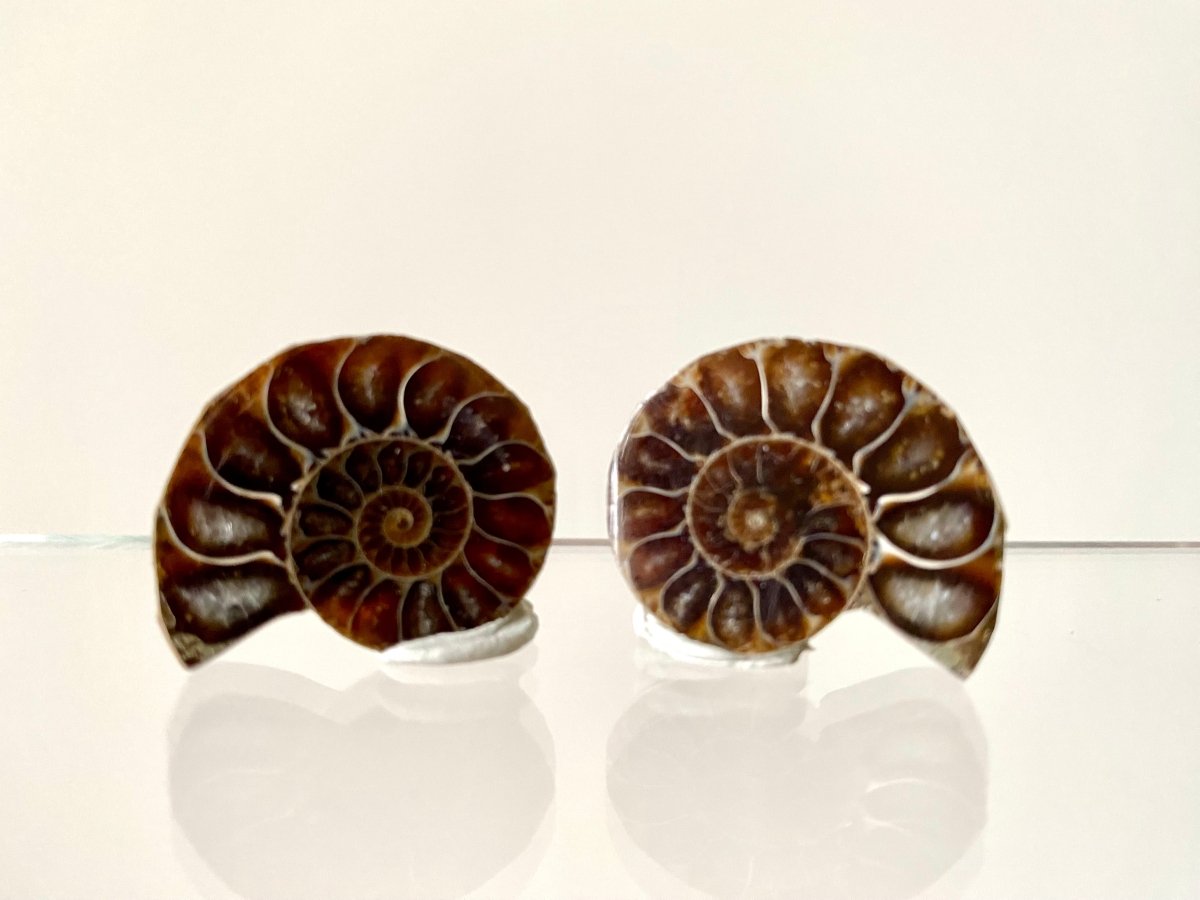 Small 1.15" Agatized Ammonite Fossil - FossilsAndMore