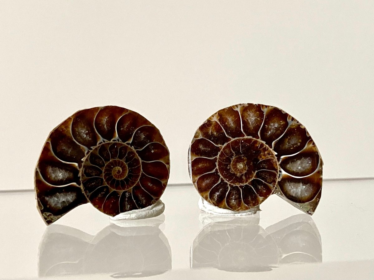 Small 1.15" Agatized Ammonite Fossil - FossilsAndMore