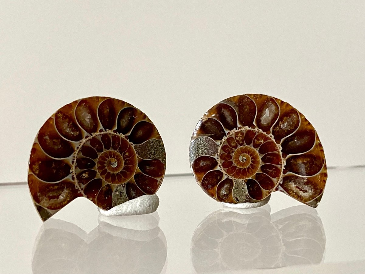 Small 1.16" Agatized Ammonite Fossil - FossilsAndMore