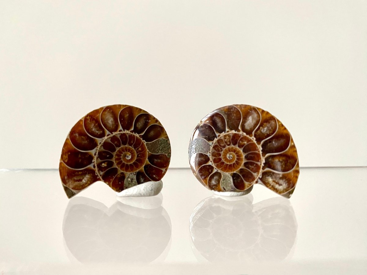 Small 1.16" Agatized Ammonite Fossil - FossilsAndMore