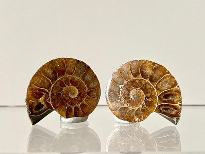 Small 1.21" Agatized Ammonite Fossil - FossilsAndMore