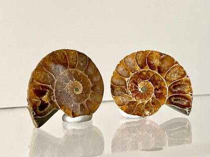 Small 1.21" Agatized Ammonite Fossil - FossilsAndMore