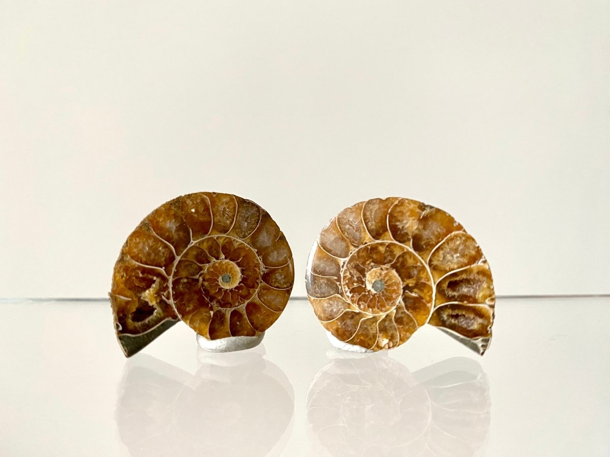 Small 1.21" Agatized Ammonite Fossil - FossilsAndMore