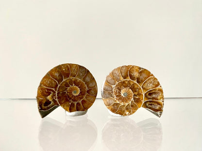 Small 1.21" Agatized Ammonite Fossil - FossilsAndMore