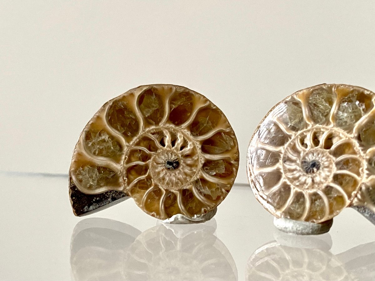 Small 1.26" Agatized Ammonite Fossil - FossilsAndMore