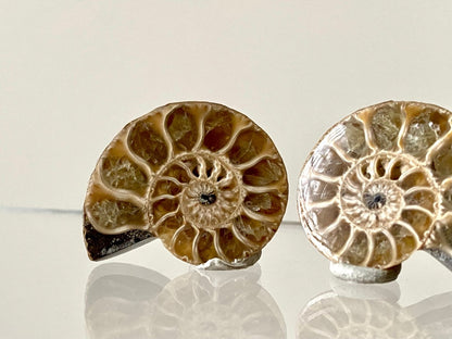 Small 1.26" Agatized Ammonite Fossil - FossilsAndMore