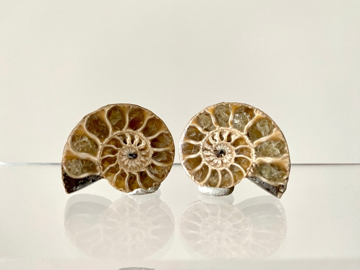 Small 1.26" Agatized Ammonite Fossil - FossilsAndMore