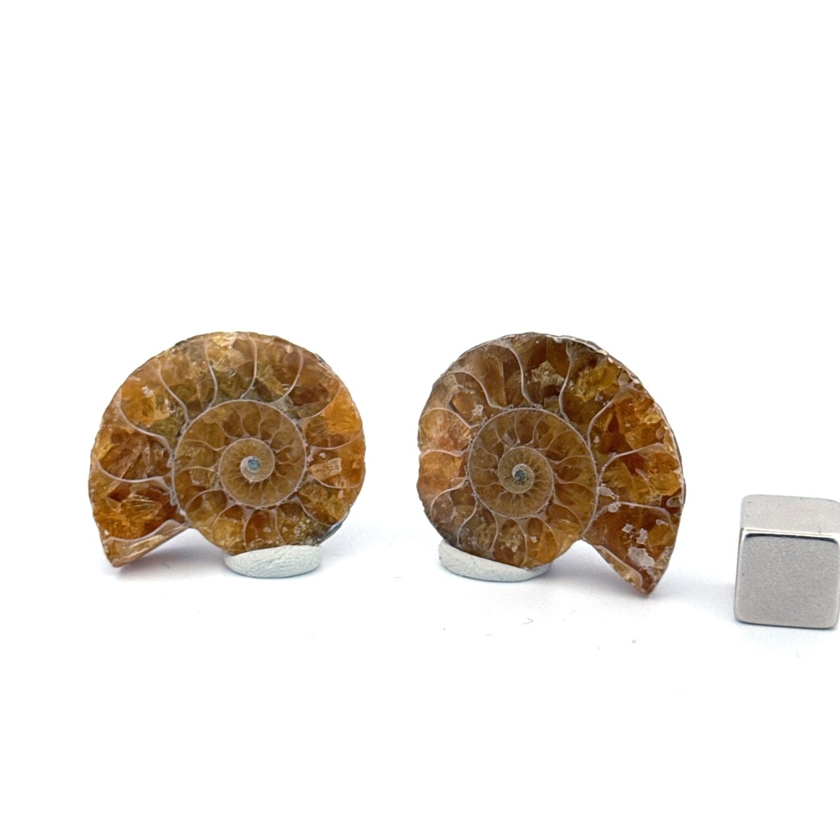 Small Agatized Ammonite Fossil (1.17") - Cretaceous, Madagascar - FossilsAndMore