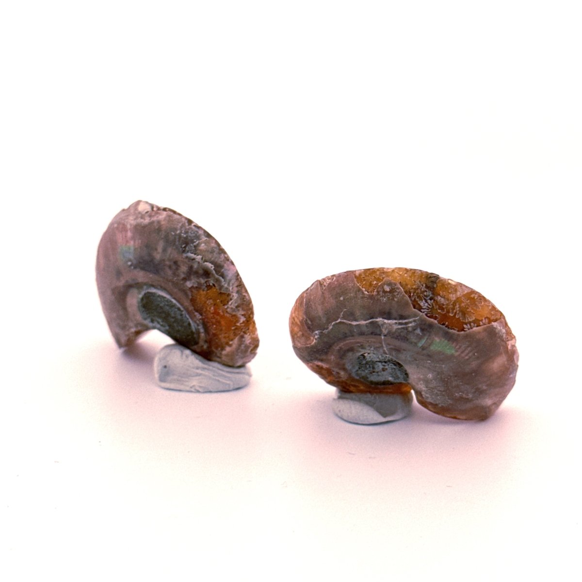 Small Agatized Ammonite Fossil (1.17") - Cretaceous, Madagascar - FossilsAndMore