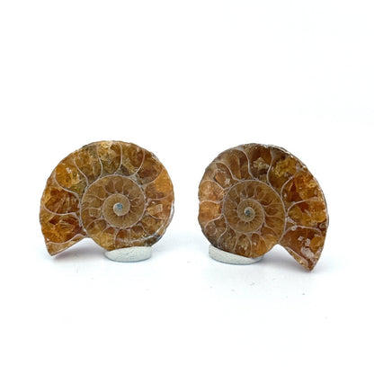 Small Agatized Ammonite Fossil (1.17") - Cretaceous, Madagascar - FossilsAndMore