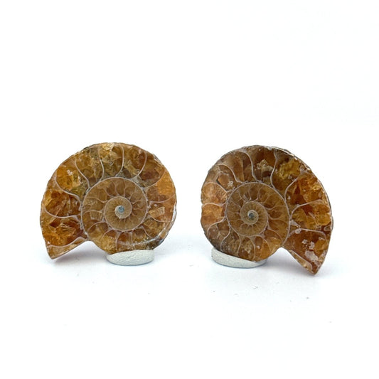 Small Agatized Ammonite Fossil (1.17") - Cretaceous, Madagascar - FossilsAndMore