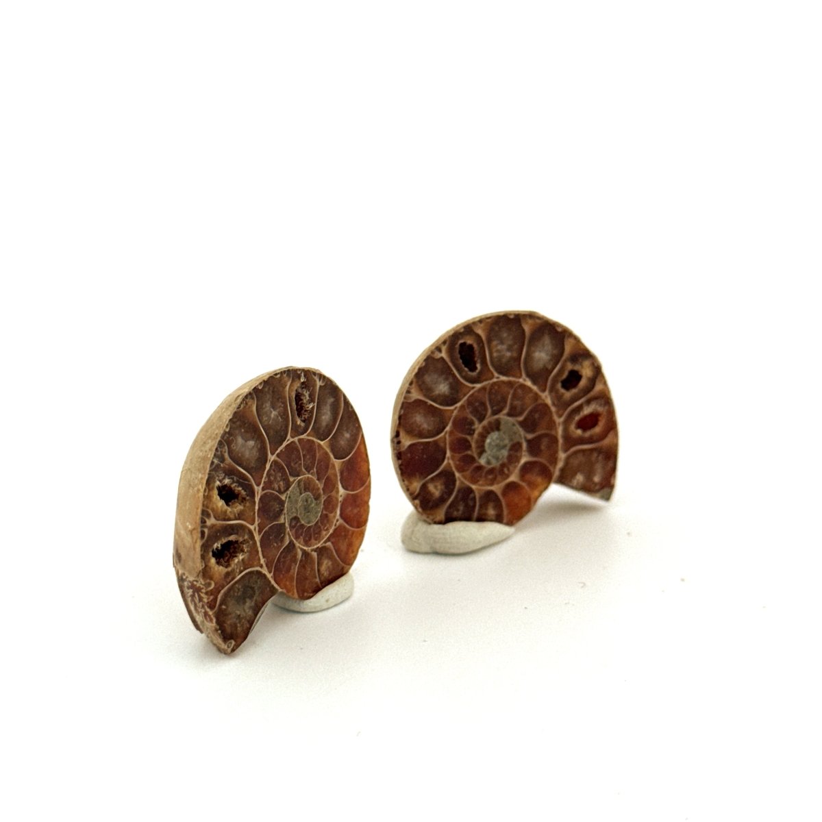 Small Agatized Ammonite Fossil (1.20") - Cretaceous, Madagascar - FossilsAndMore