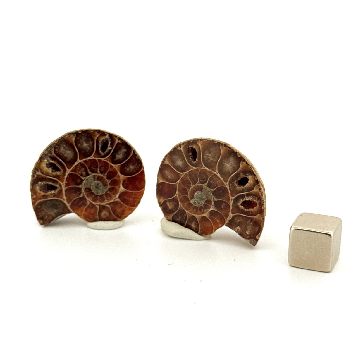 Small Agatized Ammonite Fossil (1.20") - Cretaceous, Madagascar - FossilsAndMore