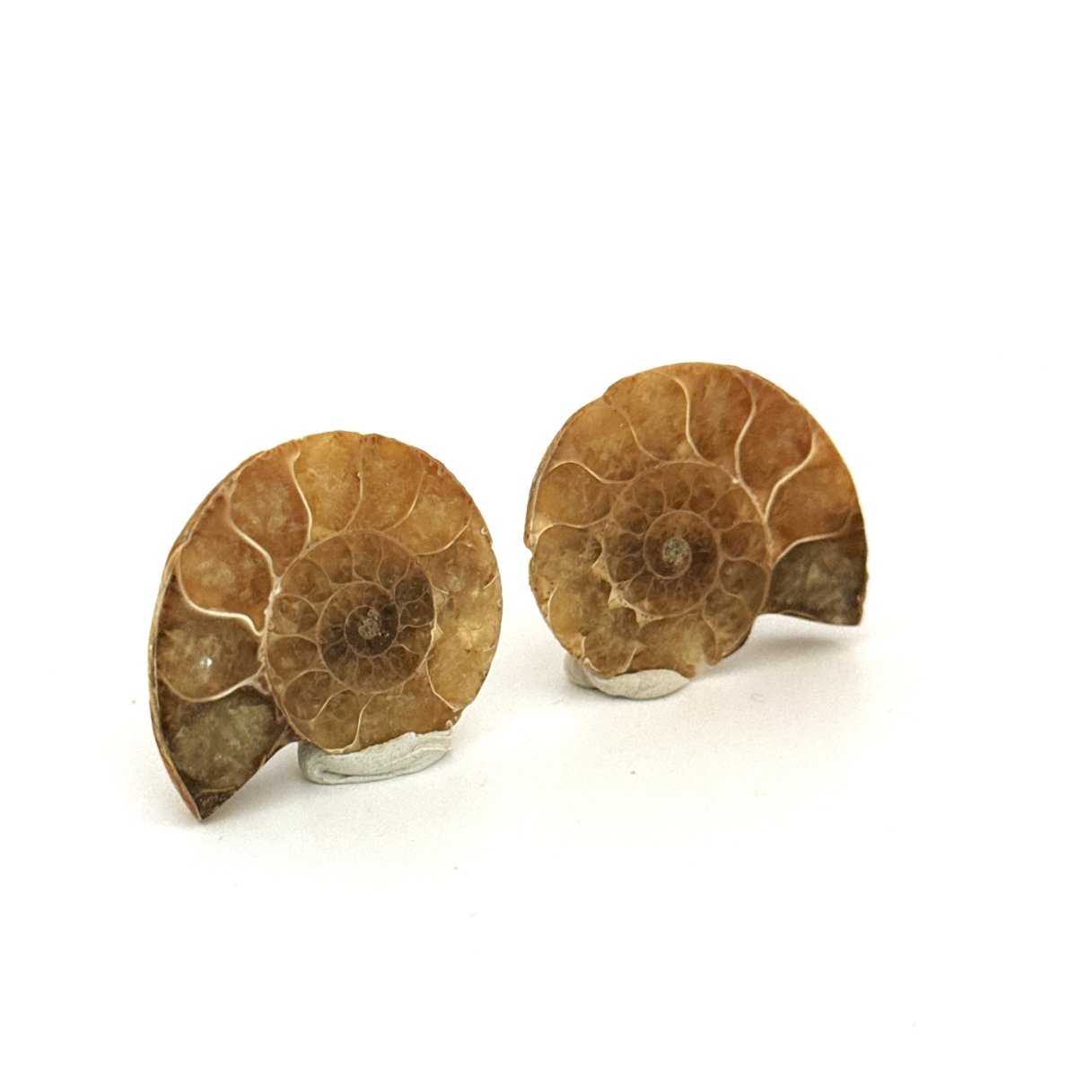 Small Agatized Ammonite Fossil (1.27") - Cretaceous, Madagascar - FossilsAndMore