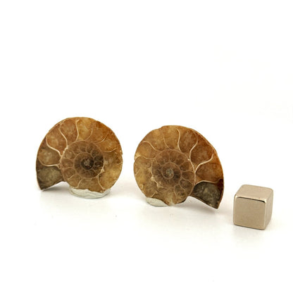 Small Agatized Ammonite Fossil (1.27") - Cretaceous, Madagascar - FossilsAndMore