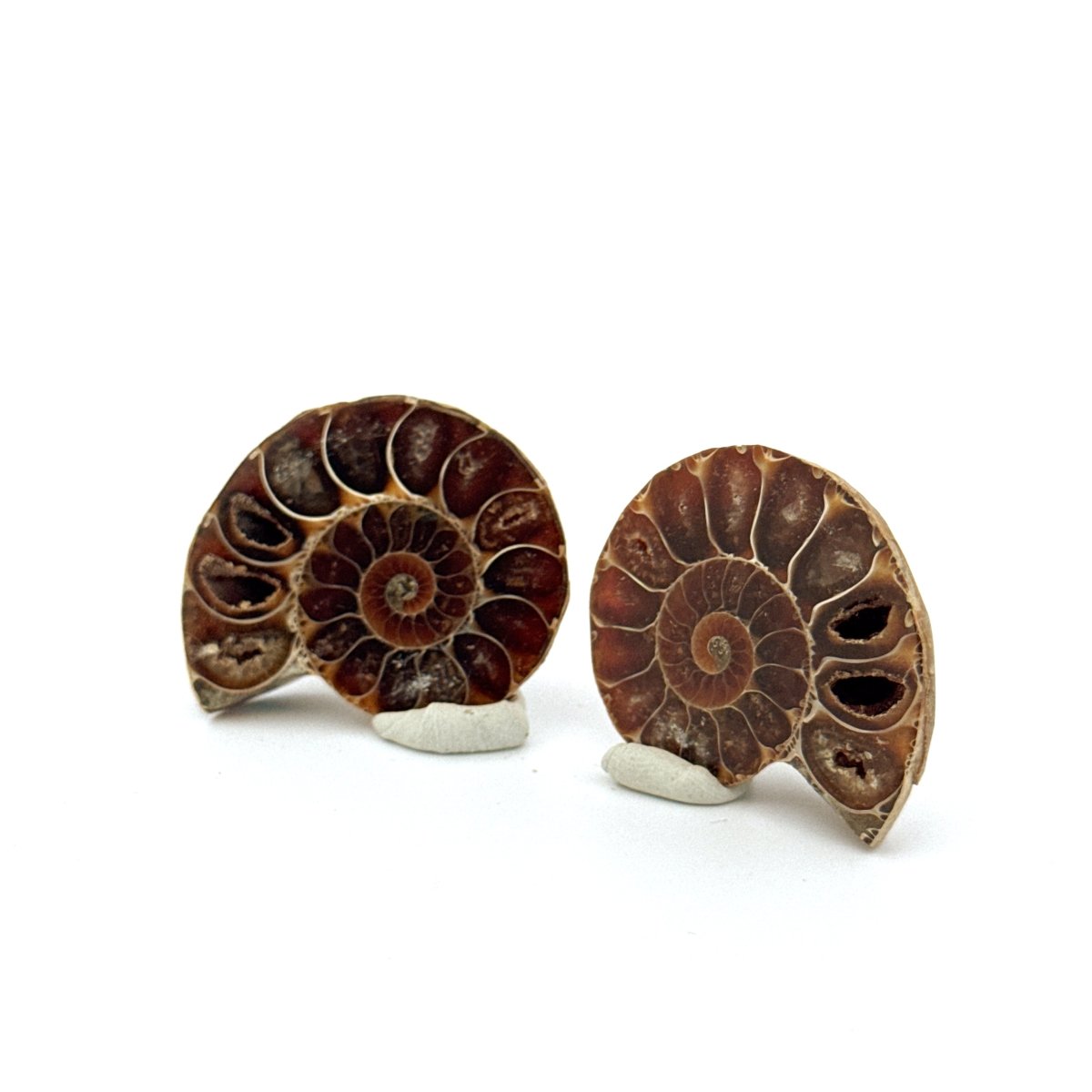 Small Agatized Ammonite Fossil (1.28") - Cretaceous, Madagascar - FossilsAndMore