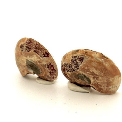 Small Agatized Ammonite Fossil (1.28") - Cretaceous, Madagascar - FossilsAndMore