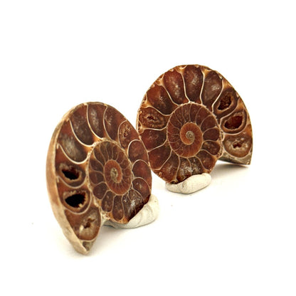 Small Agatized Ammonite Fossil (1.28") - Cretaceous, Madagascar - FossilsAndMore