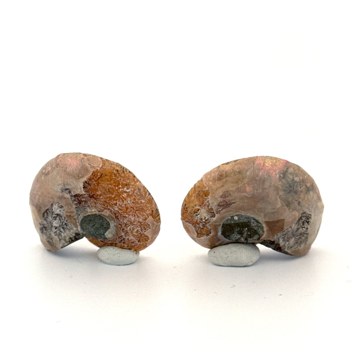 Small Agatized Ammonite Fossil (1.34") - Cretaceous, Madagascar - FossilsAndMore